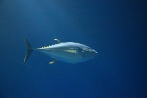 Yellow fin tuna Yellow fin tuna