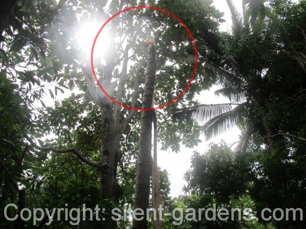 Camiguin Aircraft Crash