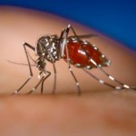 Number of Dengue cases decreases