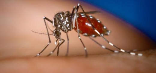 Dengue Mosquito