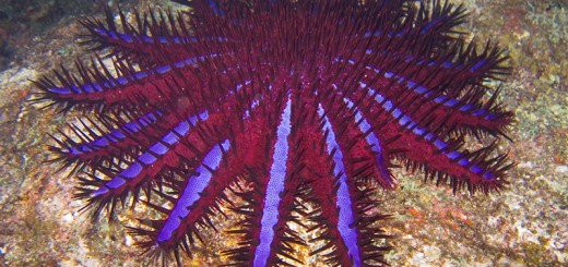 Crown of Thorns Starfish