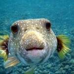 Puffer fish – a job for professionals only