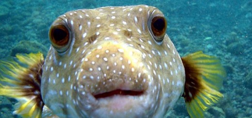 Puffer Fish / Fugu