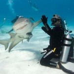 Funny sharks