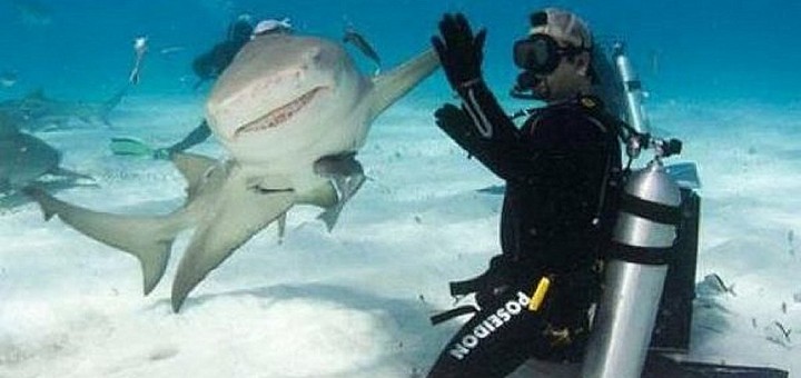 funny-shark