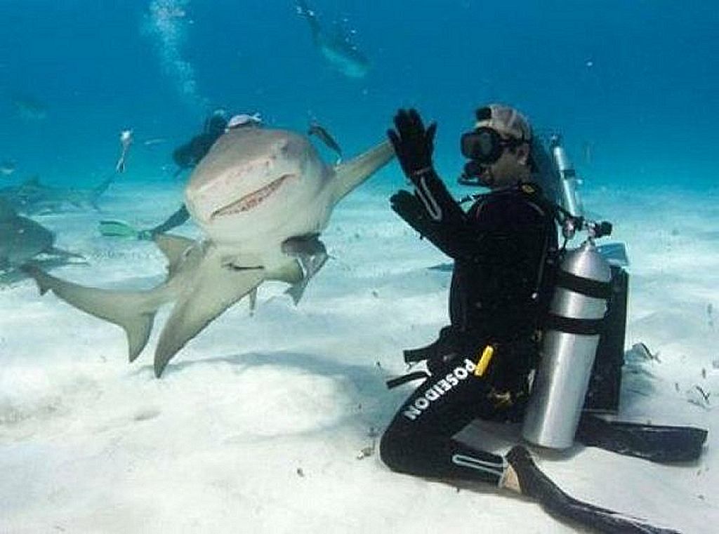 Funny sharks News from the Philippines