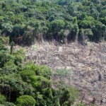 Forest conservation vs. illegal logging
