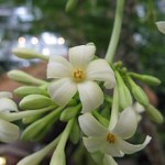 Still learning – Papaya