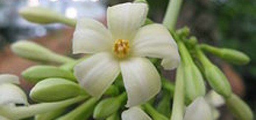 Papaya - the flowers