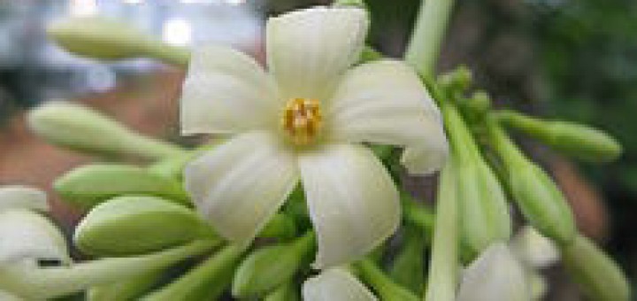 Papaya - the flowers