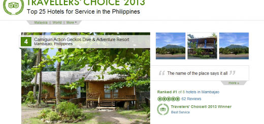 Camiguin Action Geckos