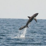 Shark sighting in Camiguin