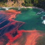 Still red tide in three bays in Mindanao