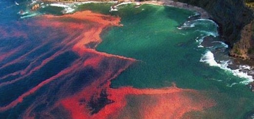 Red Tide Alert