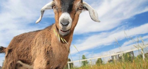 Hello, I am one of the new lawn mowers in NAIA