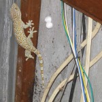 Gecko surprise