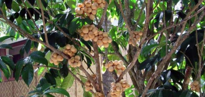 Camiguin Lanzones Festival 2013