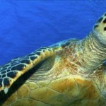 Hawksbill Sea Turtles in Camiguin