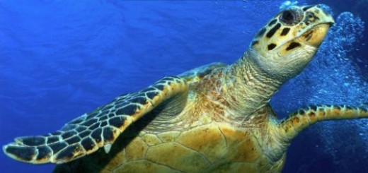 Hawksbill sea turtle
