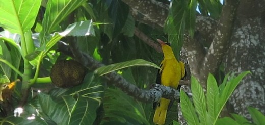 Golden Oriole