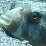 A Saturday morning dive – CANON PowerShot G-12