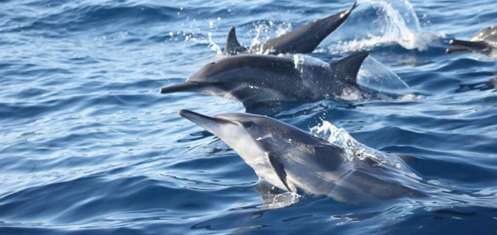 Bohol Sea Dolphins