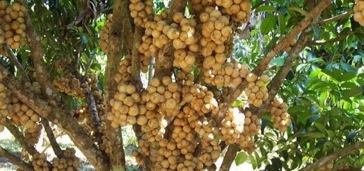 Lanzones Festival Camiguin