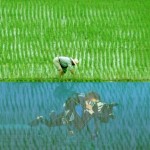 Rice Farmer or Photographer?