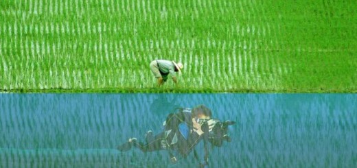 Rice farmer or Photographer