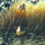 Camiguin Ferry Accident – update