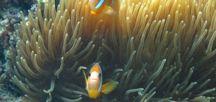 Camiguin Balbagon Corals