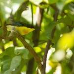 Camiguin – the Sunbirds are nesting