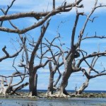 East Mindanao Discovery Trip (8) – Mati to Boston