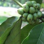 East Mindanao Discovery Trip (4) – Coffee