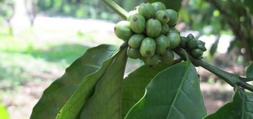 Coffee fruits