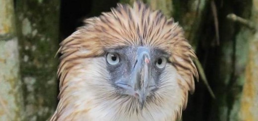 Philippine Eagle in Davao