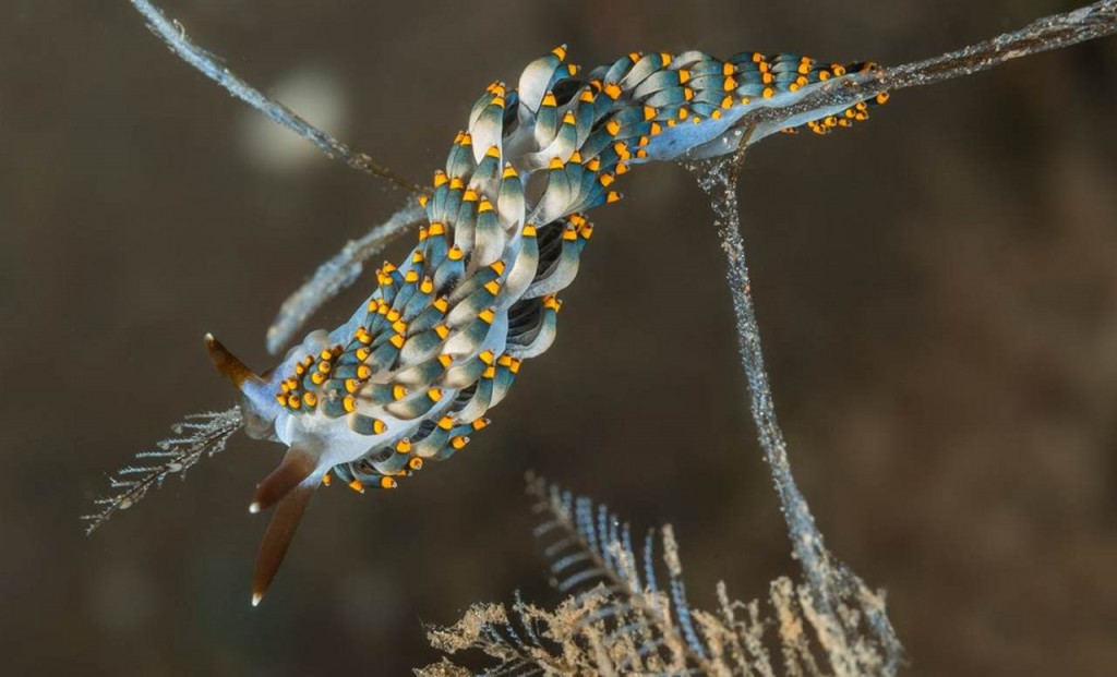 Trinchesia nudibranch by Arno Enzo