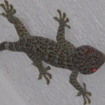 Camiguin Geckos – becoming an adult