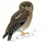 Camiguin Hawk Owl (re)discovered