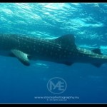 Whale sharks in Black Forest – Camiguin Island