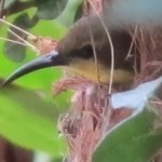 The Sunbirds are back again
