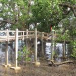 Mangroves – Camiguin shows you how to do