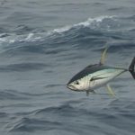 Habagat – Yellowfin Tuna and Gaisano