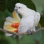 Seven Philippine Cockatoos freed in Dumaran Island