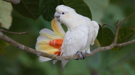 Red-Vented Cockatoo Price