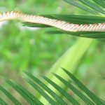 Beautiful visitor – Chrysopelea paradisi variabilis