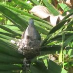 Valentina & Valentino are growing fast