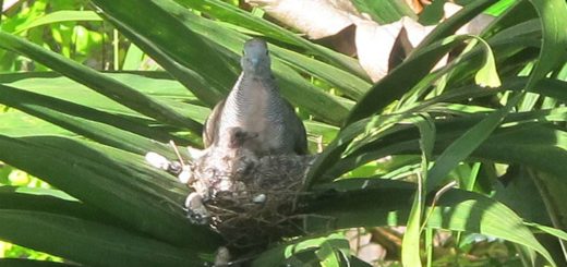 Valentina & Valentino our young zebra doves