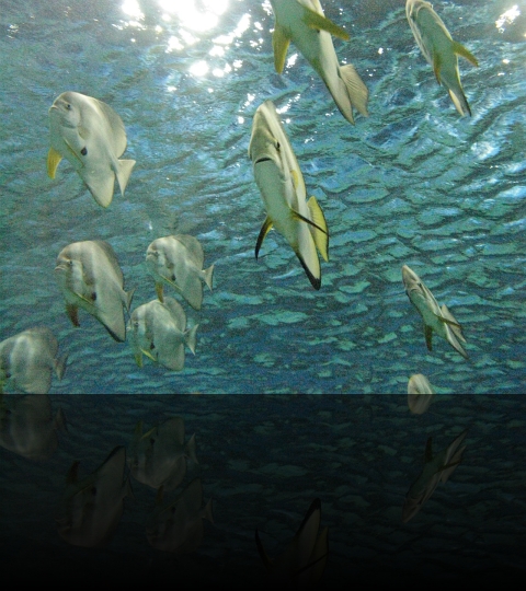 Manila-Oceanarium-12