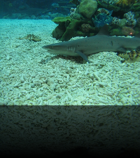 Manila-Oceanarium-13